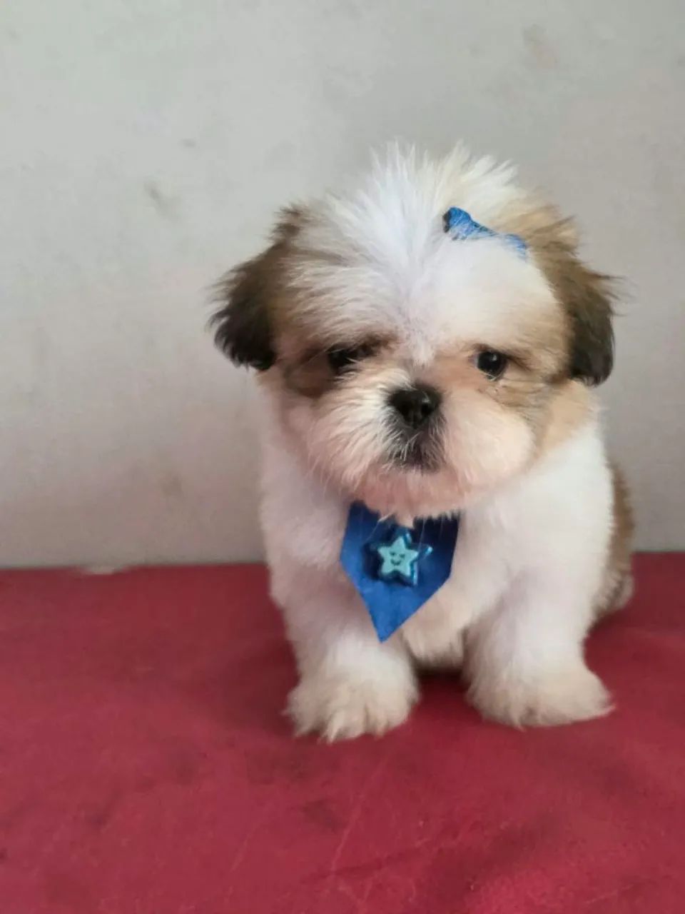 Lindo shihtzu macho  - Foto 3