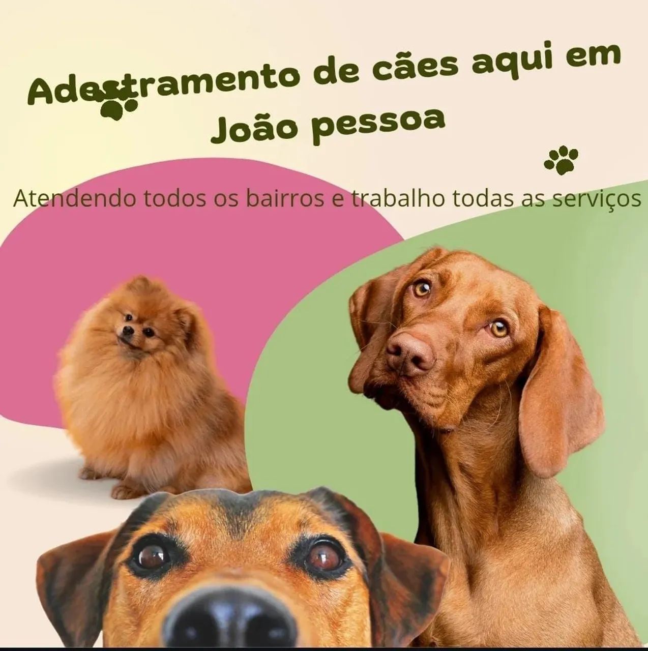 Adestramento de cães