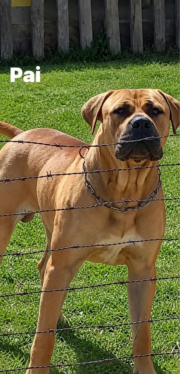 Filhote de Presa Canário com Pedigree - Vacinado e Pronto para Entrega - Foto 6