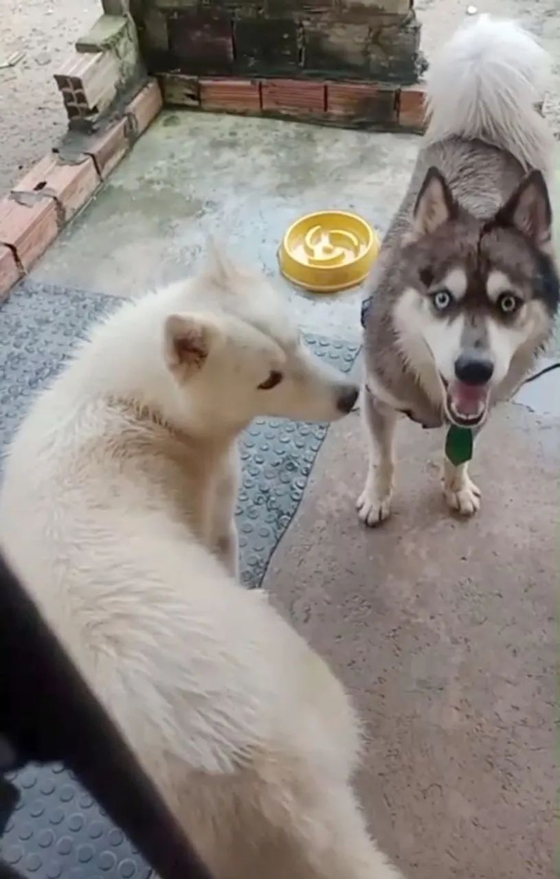 Husky siberiano - Foto 4