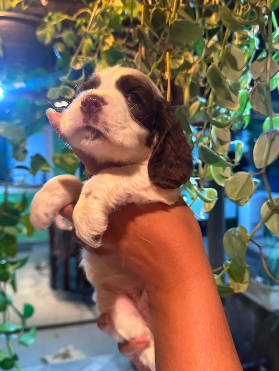 Filhote Macho Cocker Spaniel - Foto 3