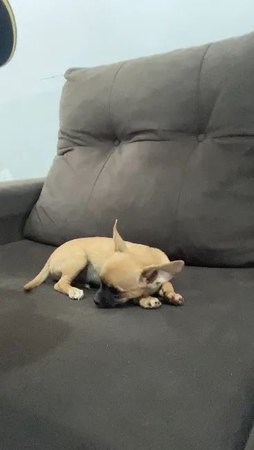 Chihuahua  - Foto 4