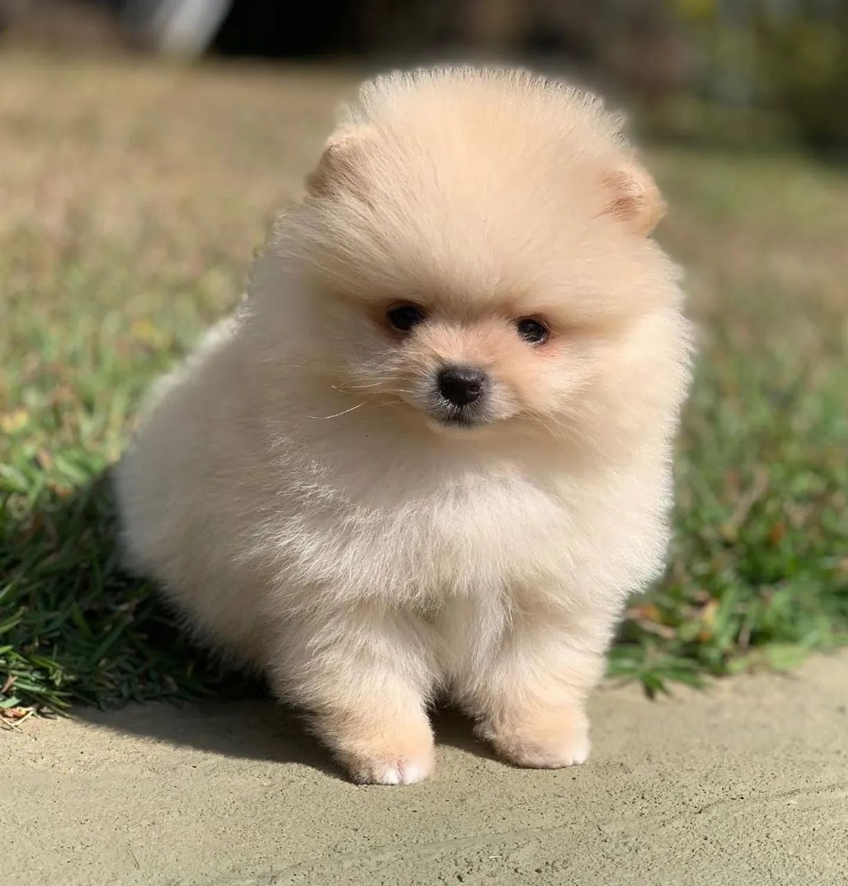 LULU POMERÂNIA com pedigree CBKC 