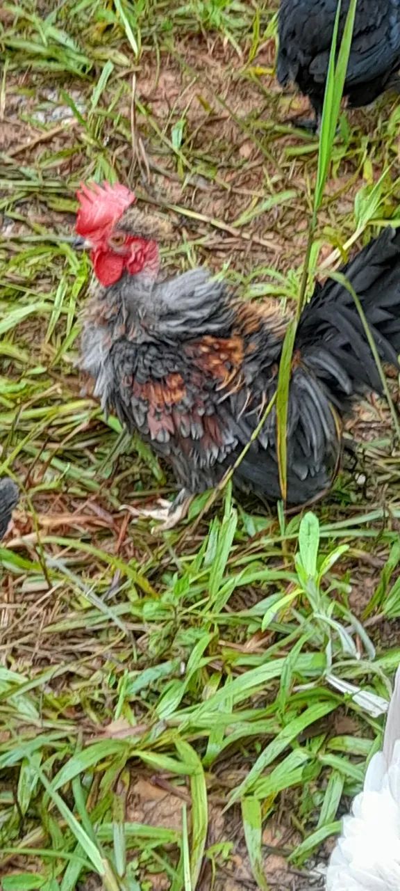 Mini galo