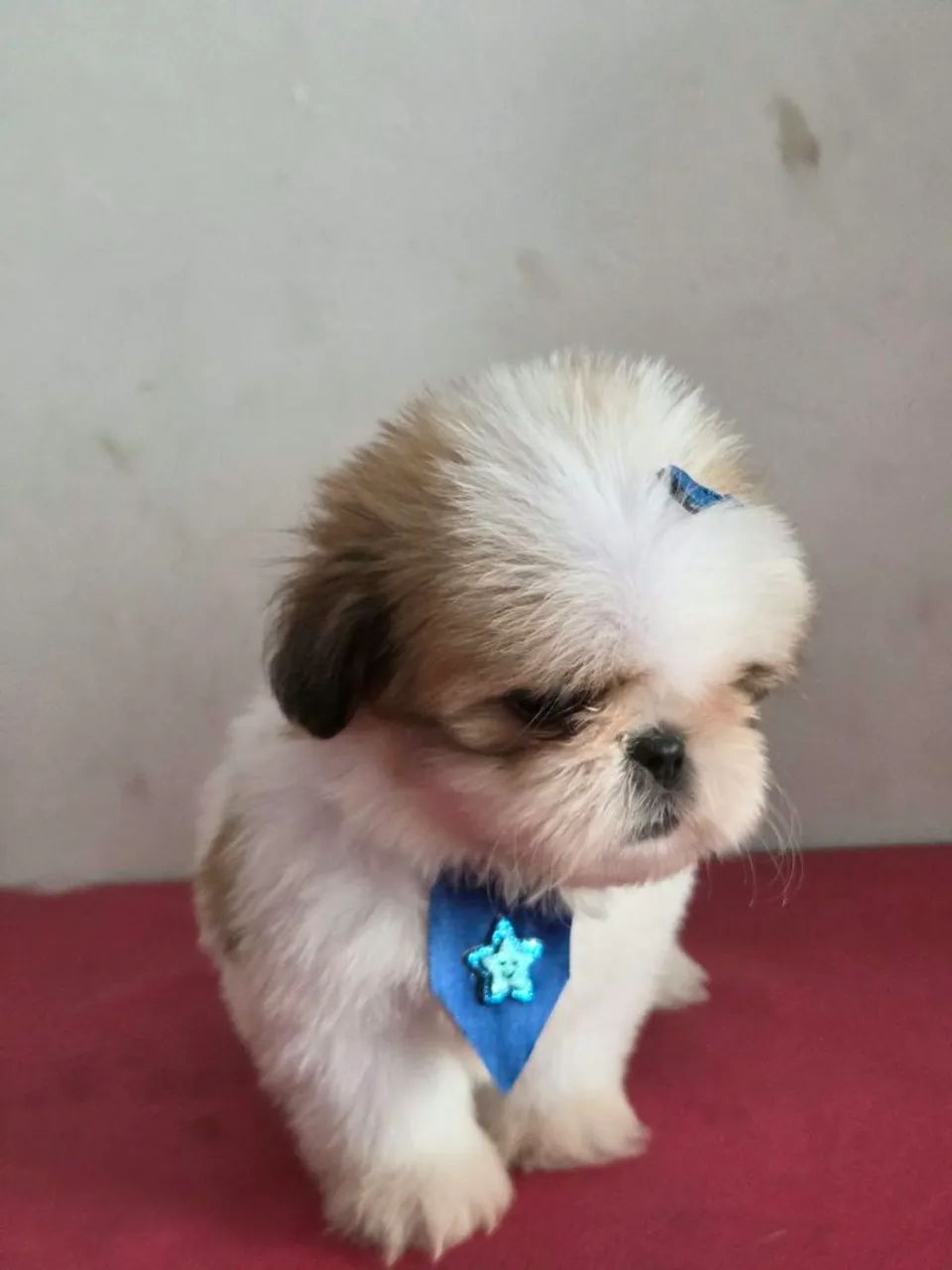 Lindo shihtzu macho  - Foto 4