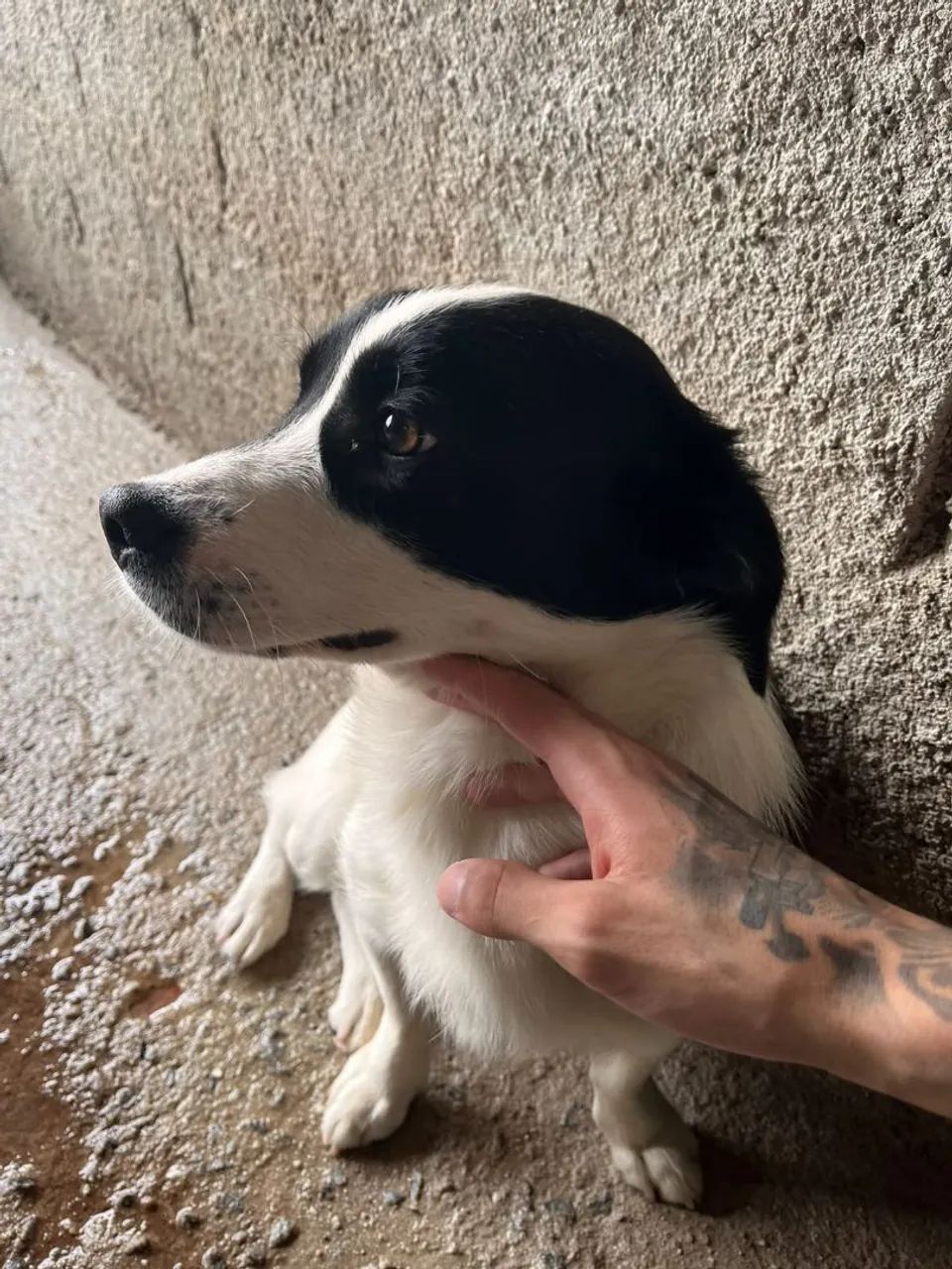 Cachorro com 1 Ano  - Foto 3
