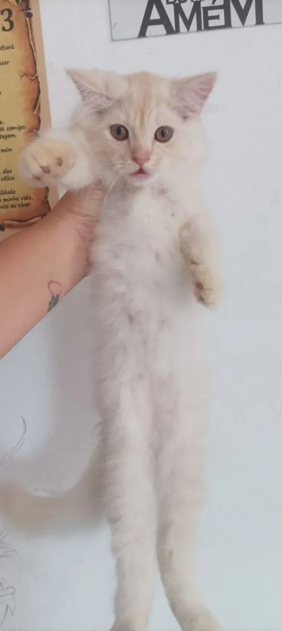 Gata persa  - Foto 5