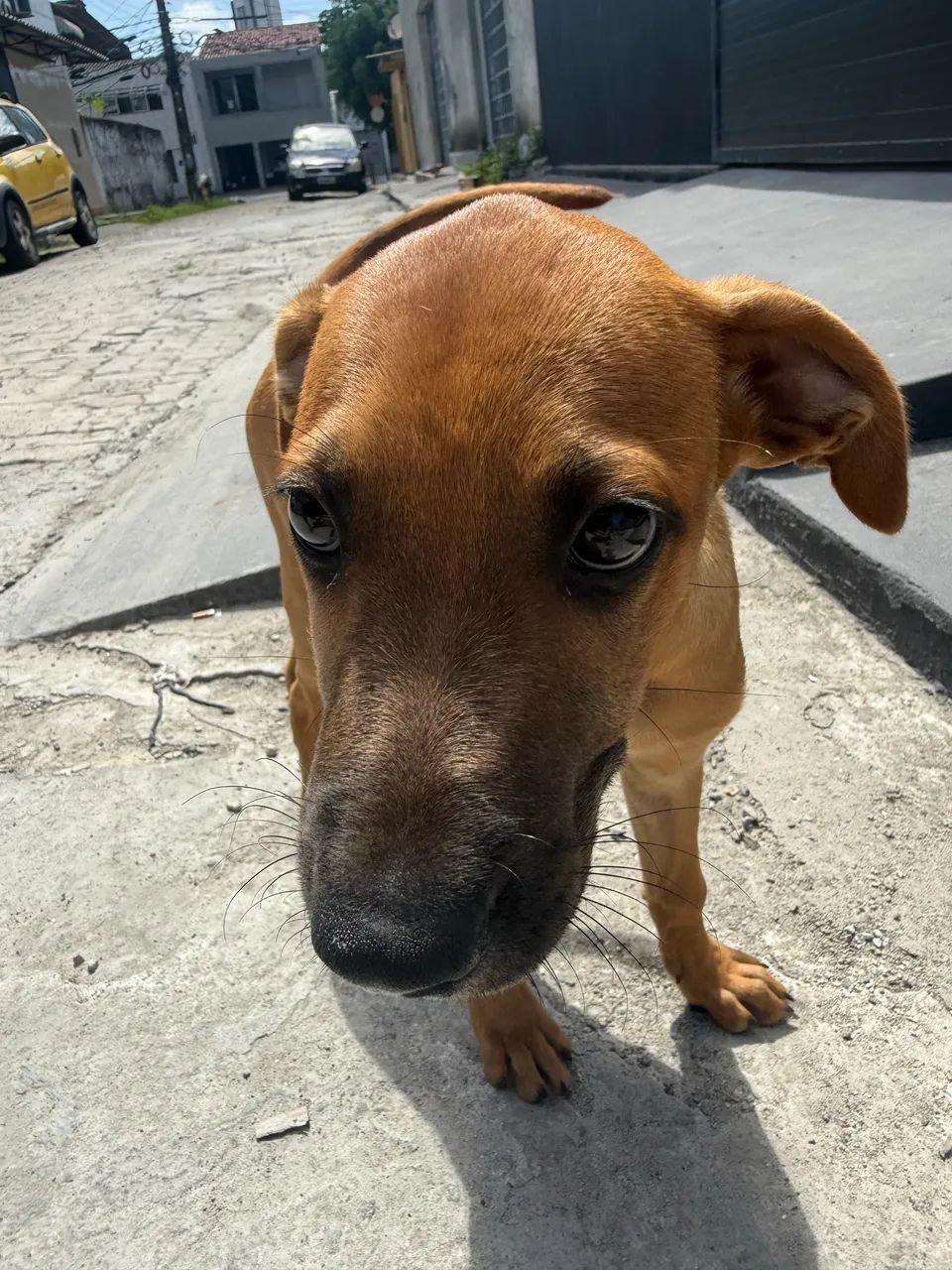 Adoção responsável  - Foto 2