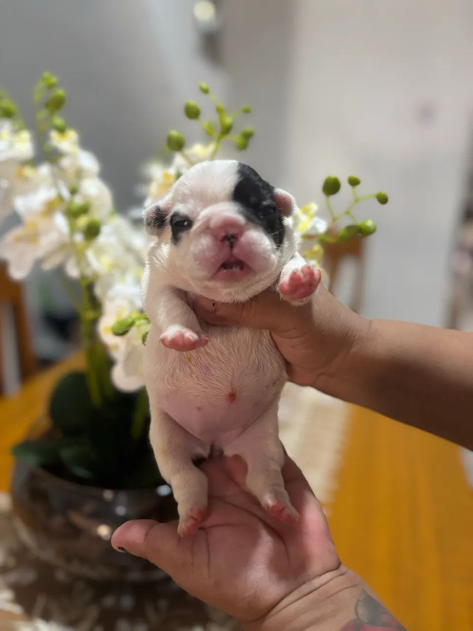 Filhote de buldogue francês disponível  - Foto 3