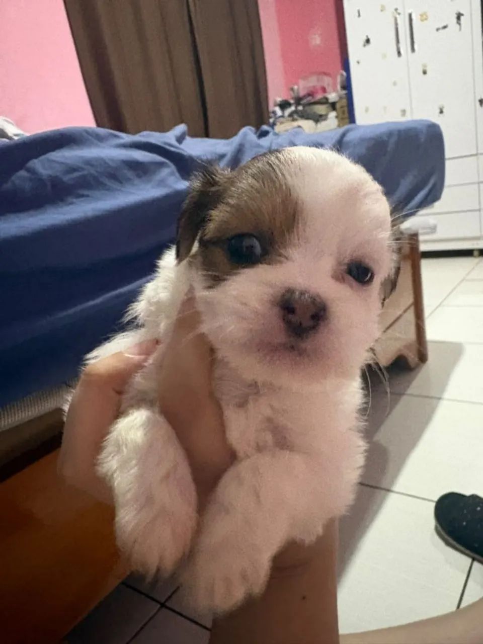 Disponível shihtzu com azape 