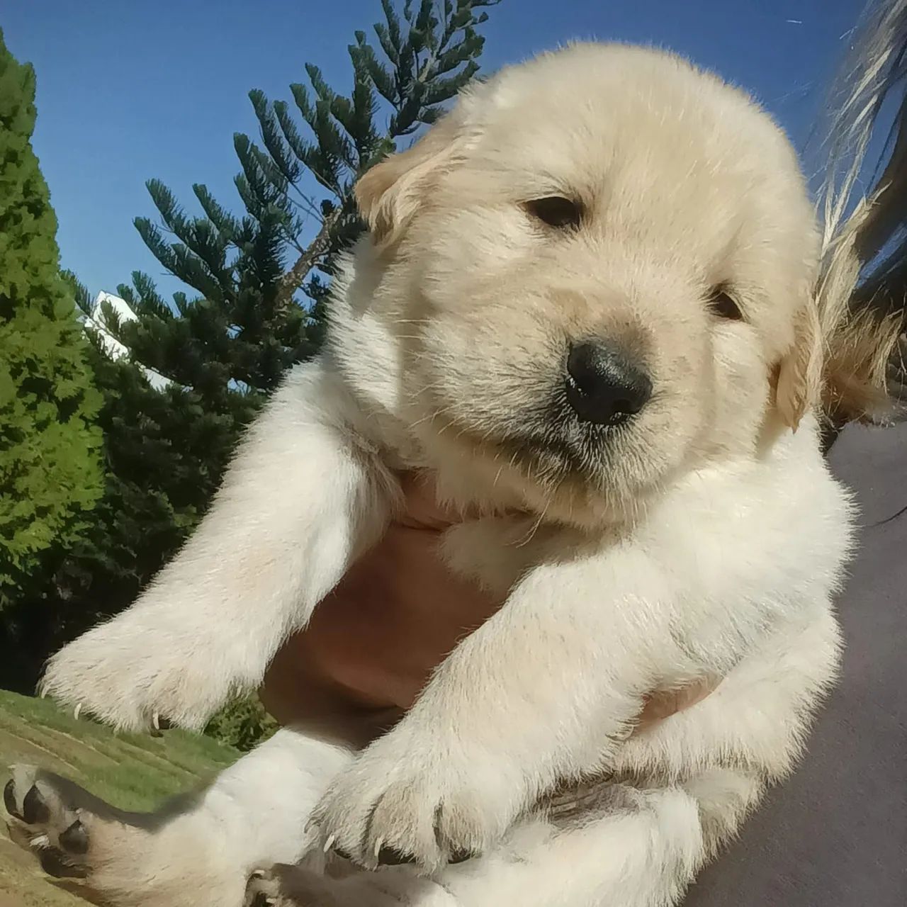 Cachorro Golden Retriever