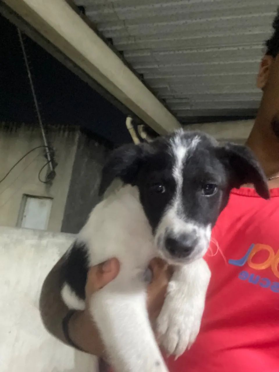 Cachorro - Foto 5