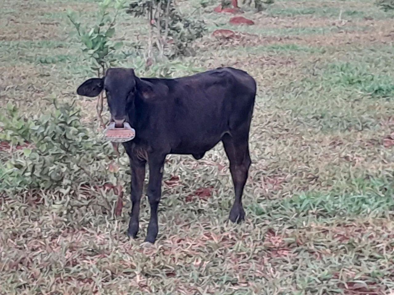  Uma novilha e duas bezerras - Foto 3