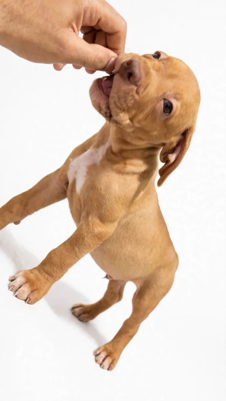 American Bully  - Foto 3