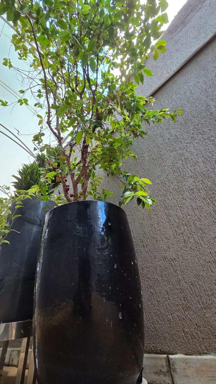 Jaboticabeira junto com vaso vietnamita  - Foto 4