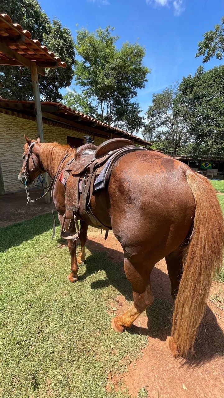 Cavalo  - Foto 2