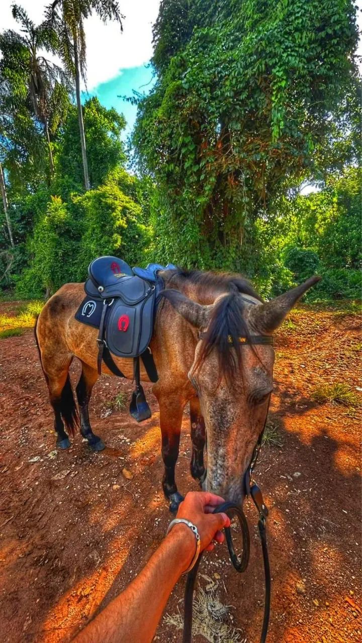 Sela mangalarga de cabeça