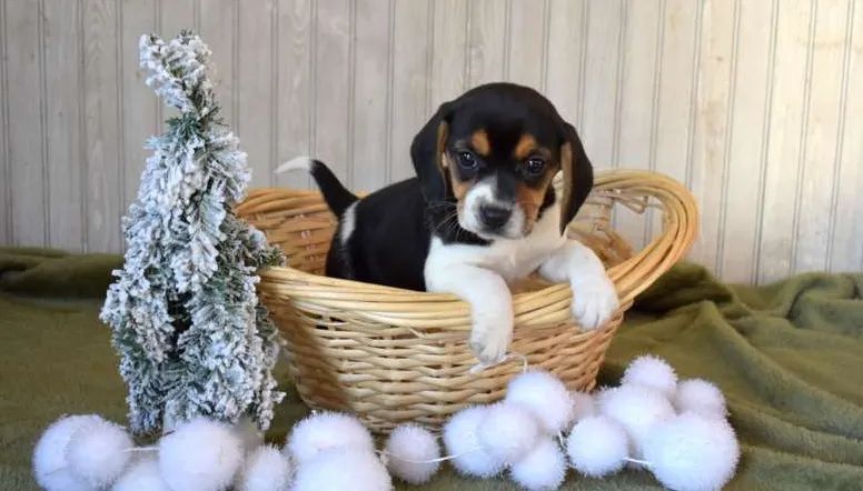 Filhotes de Beagle Lindíssimos - Macho e Fêmea Disponíveis!