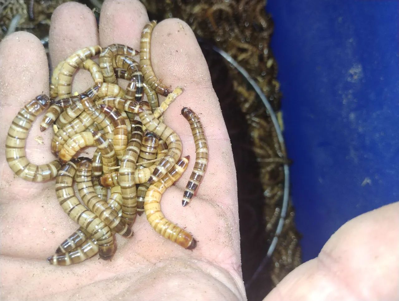 Tenébrios gigantes. - Foto 2