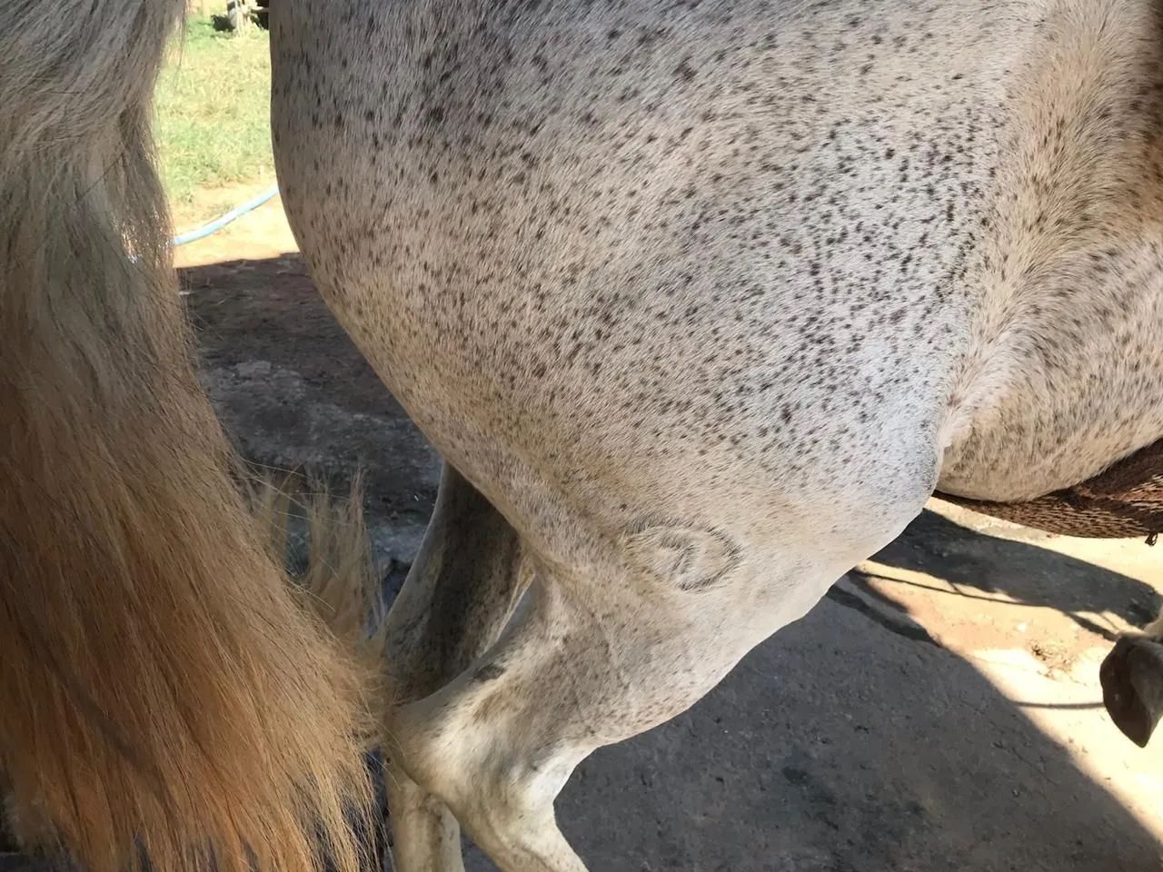 Cavalo Lindo,  forte, extremamente dócil. Castrado  - Foto 4