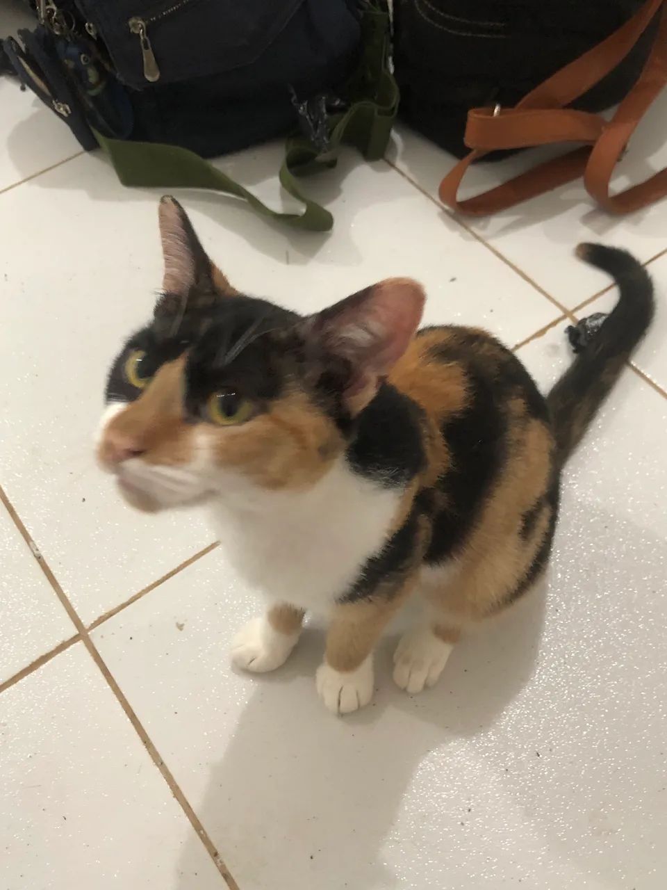 ADOÇÃO RESPONSÁVEL - Foto 2