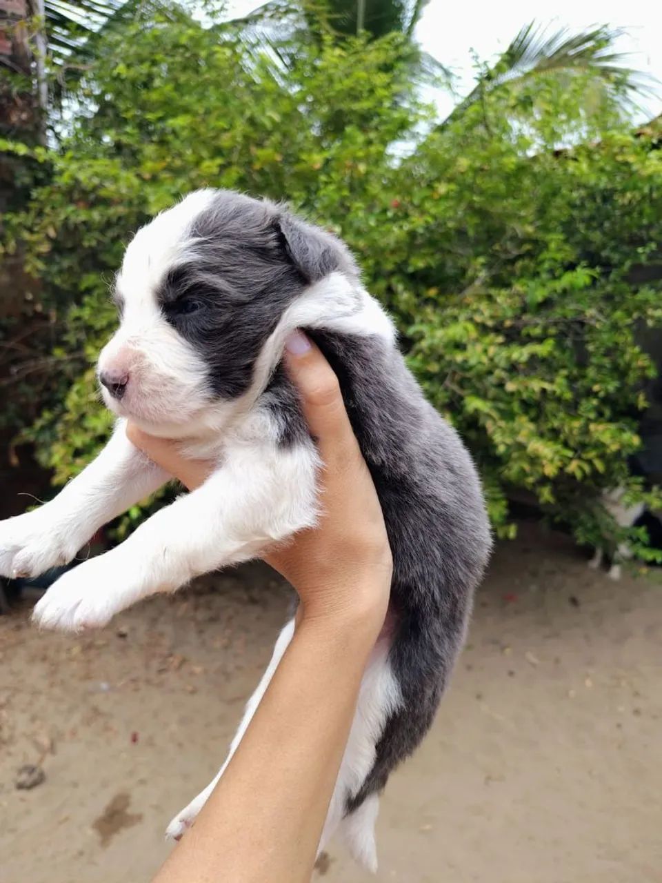 Filhote de Border Collie com pedigree CBKC  - Foto 3