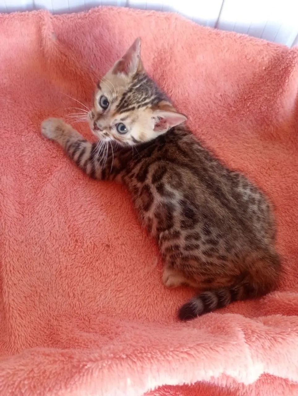 Gatinhos bengal  - Foto 4