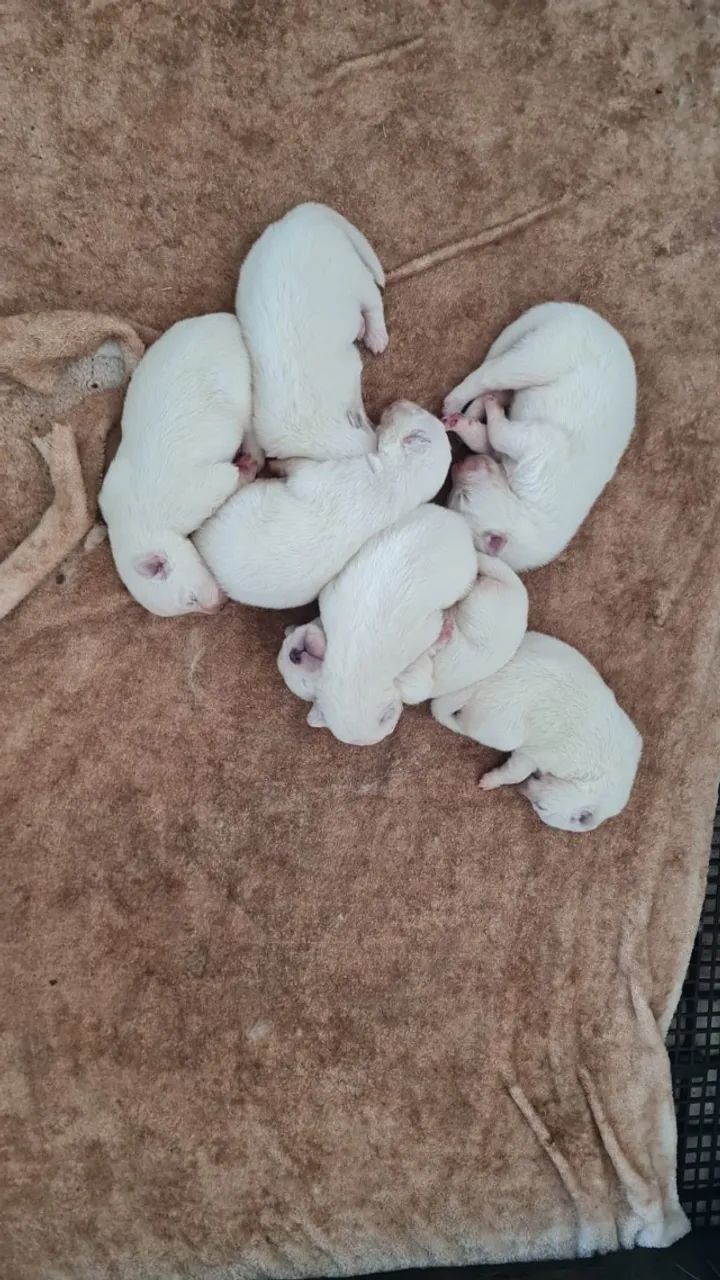 SAIMOEDA FEMEAS E MACHOS