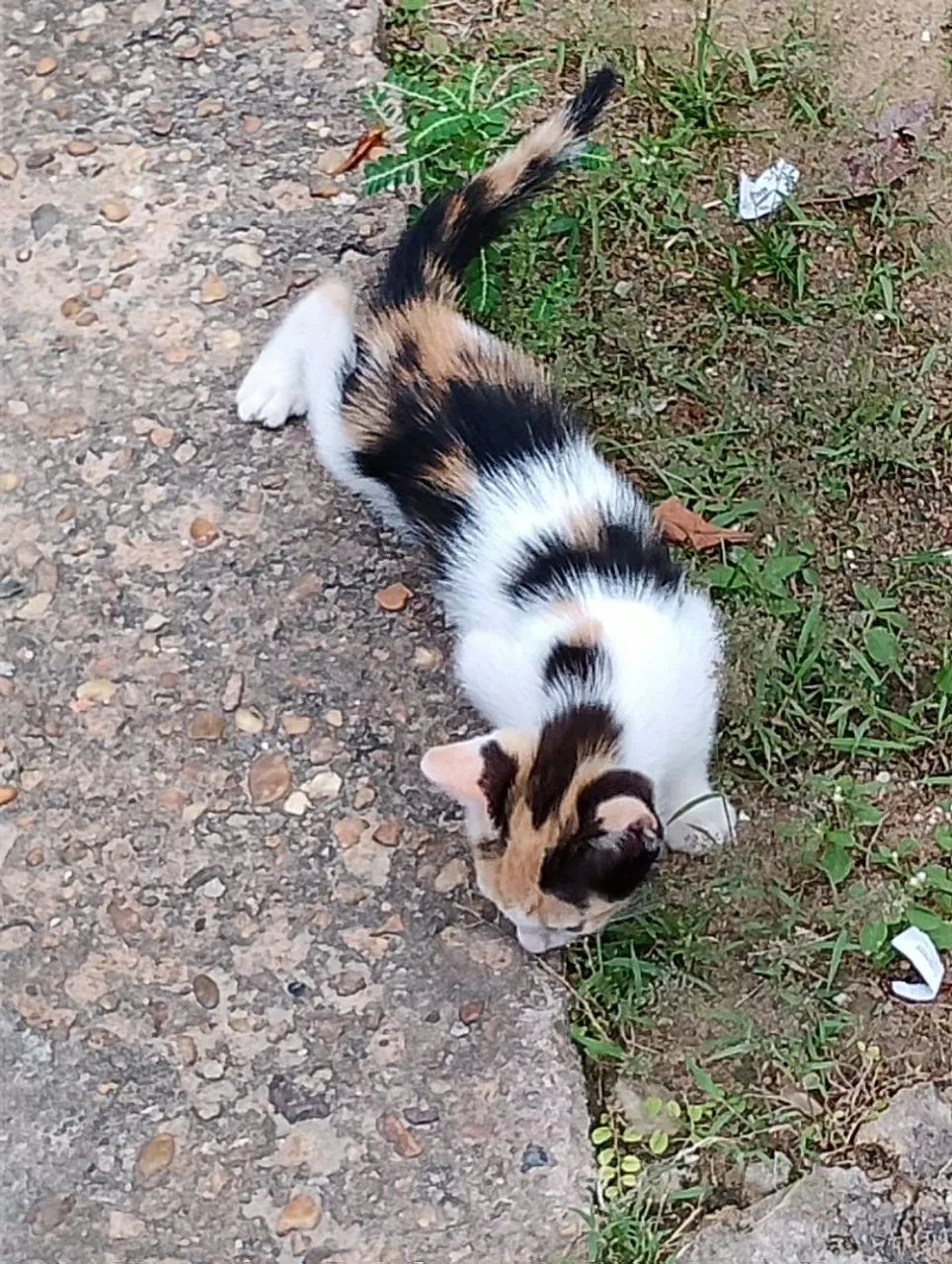Gatos - Foto 4