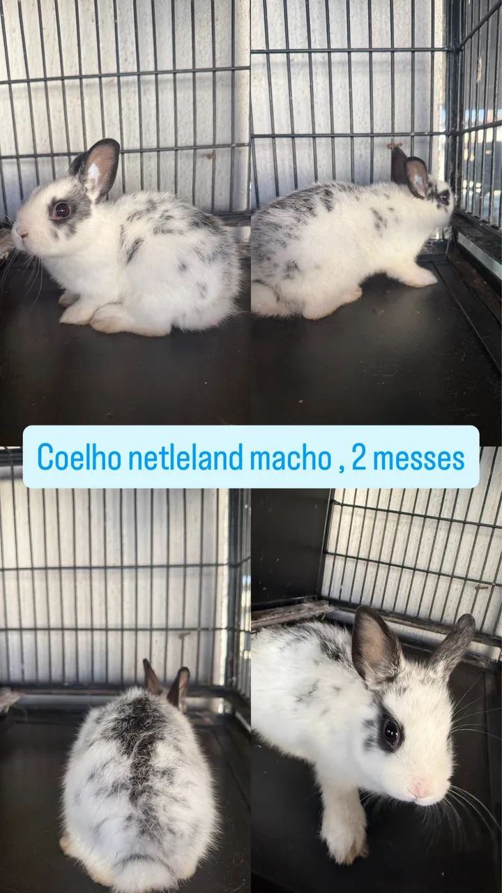 Coelho mini netleland 