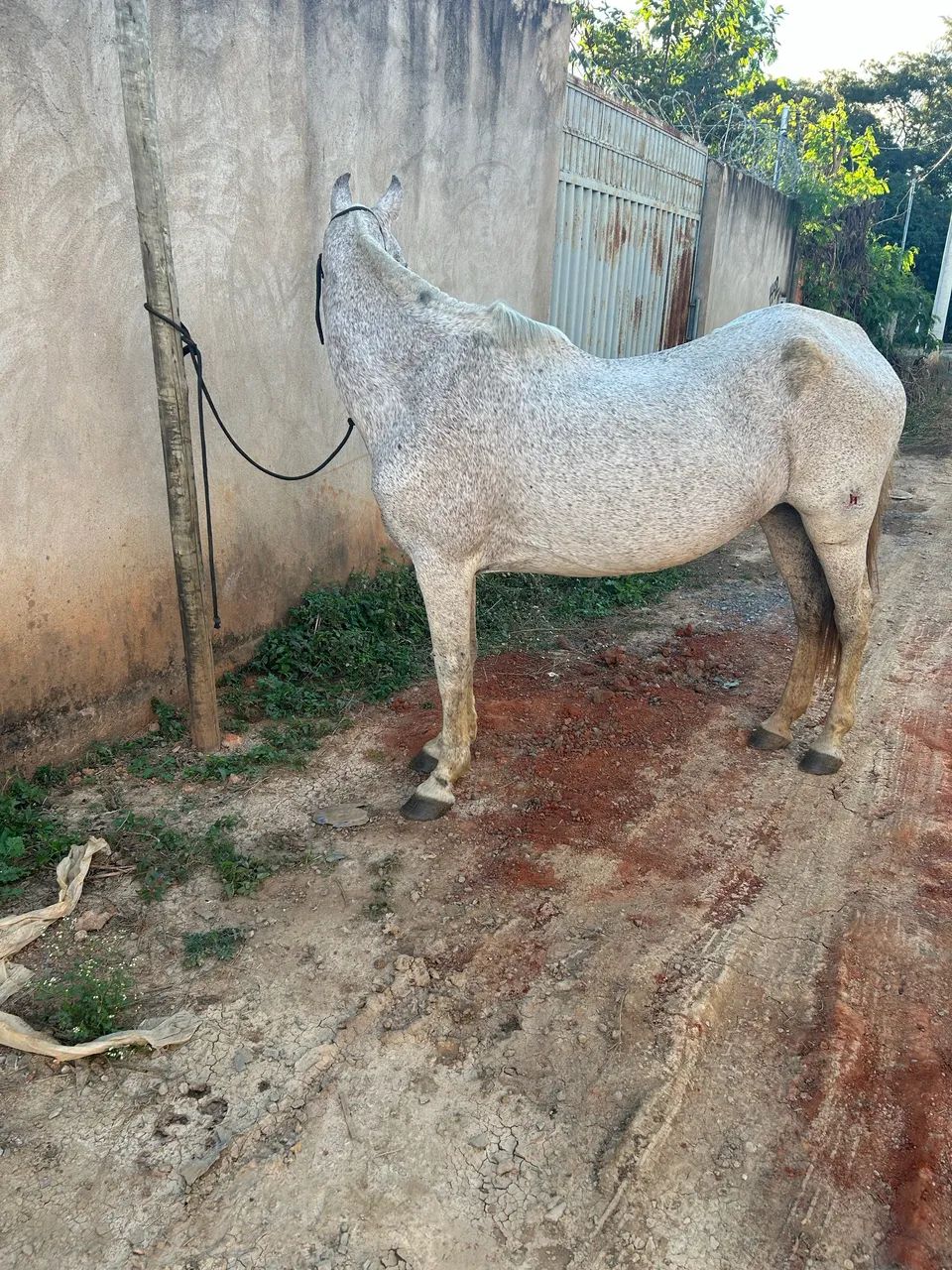 Égua registrada boa pra tirar cria 