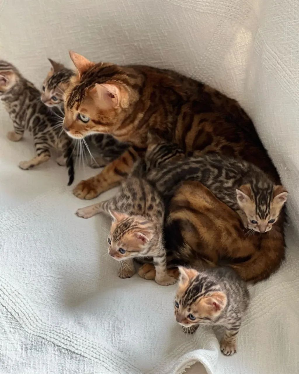 Bengal Cat - Gato De Bengala  - Foto 4