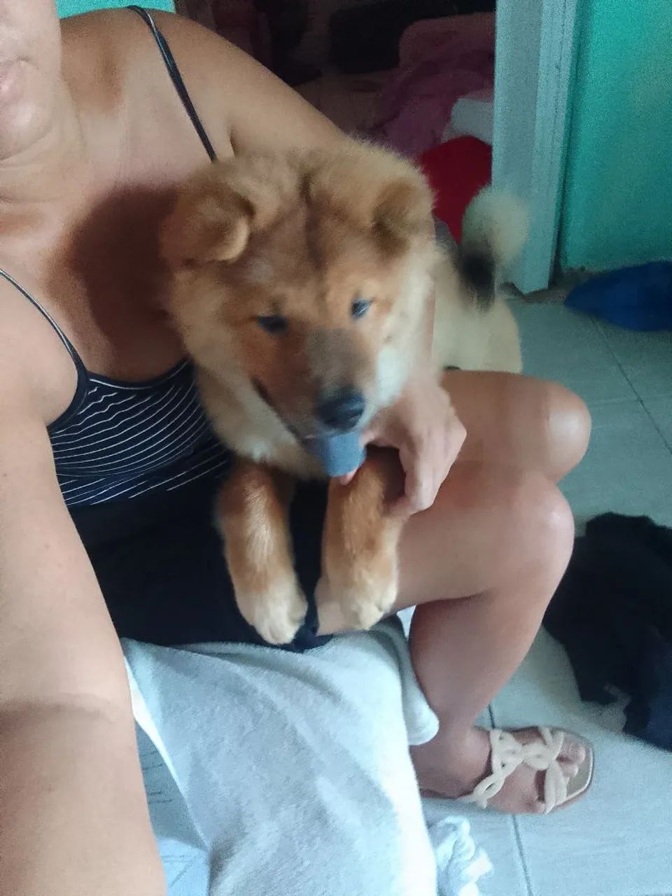 Chow chow  Macho 