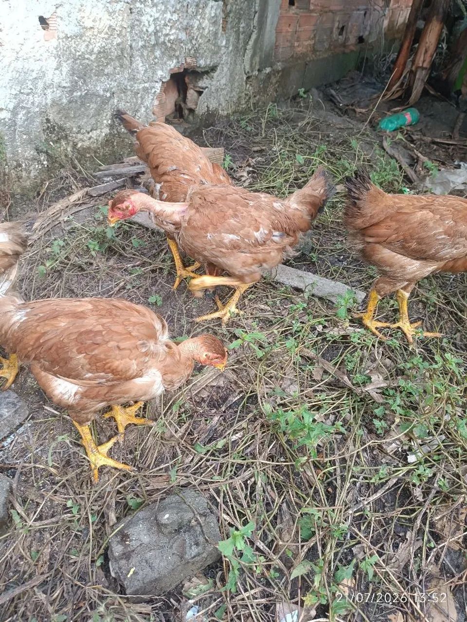 Frangas caipira - Foto 2