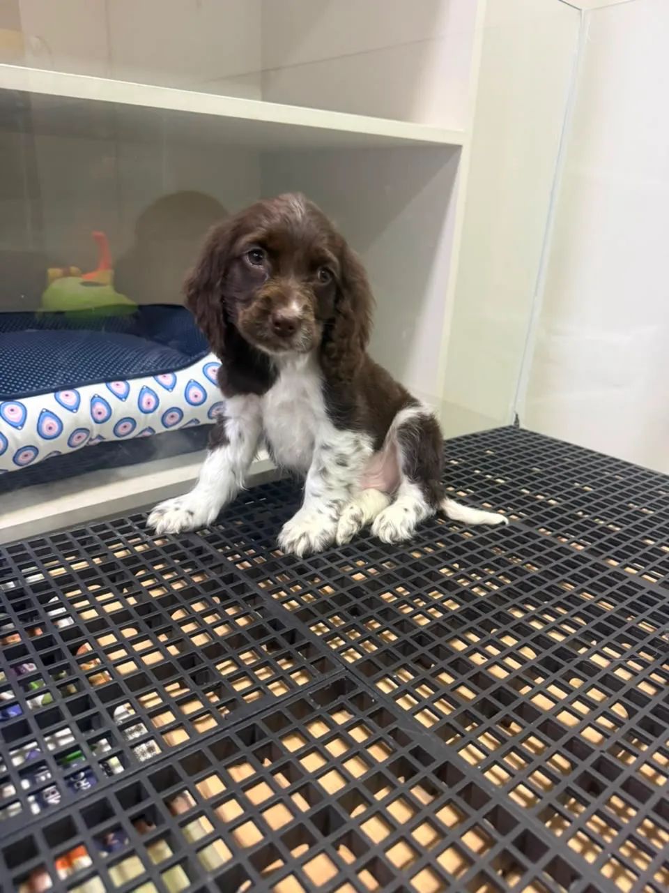 Filhote Cocker spaniel inglês - Foto 2