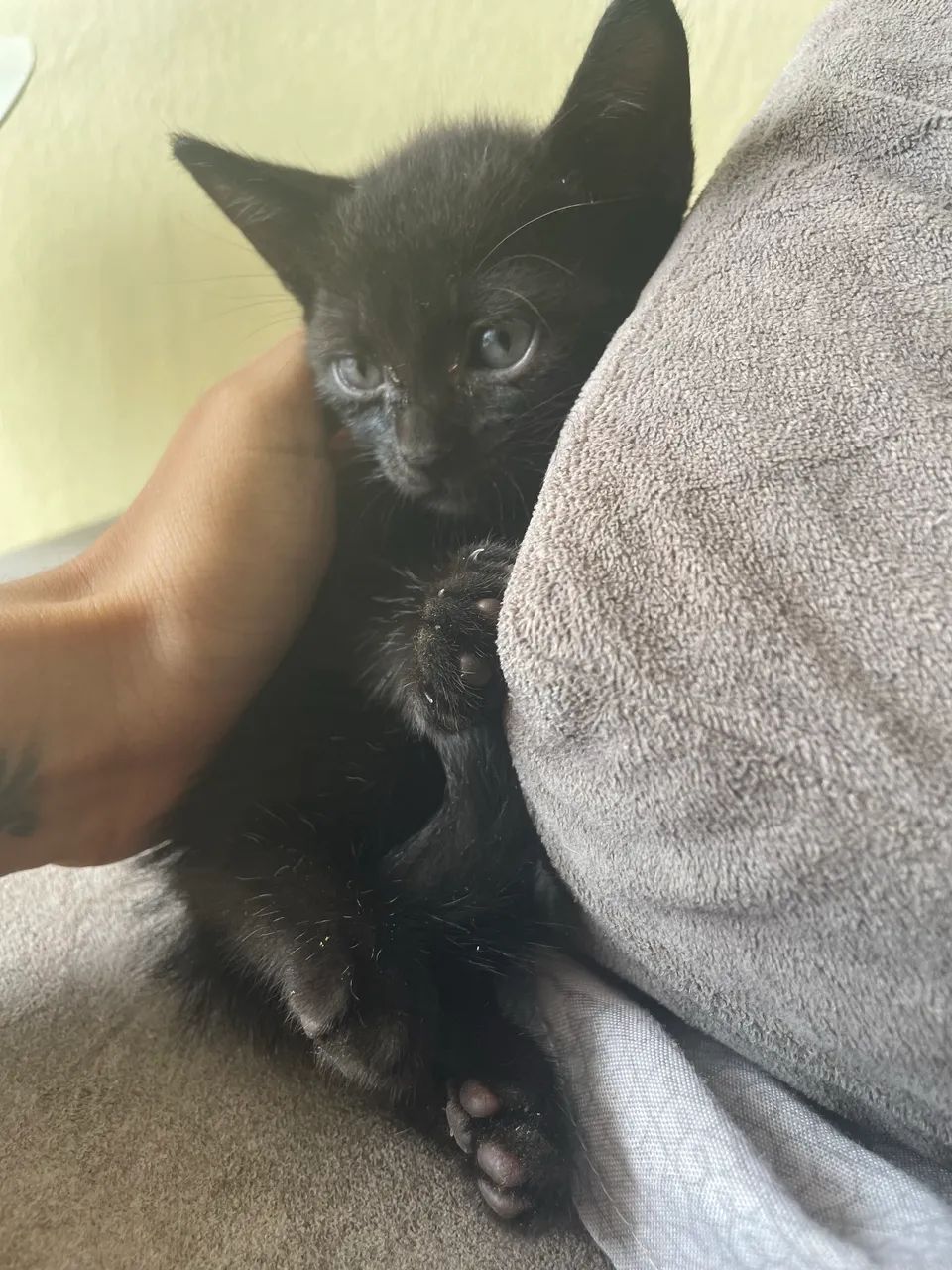 Gatinhos para doação 1mes - Foto 4