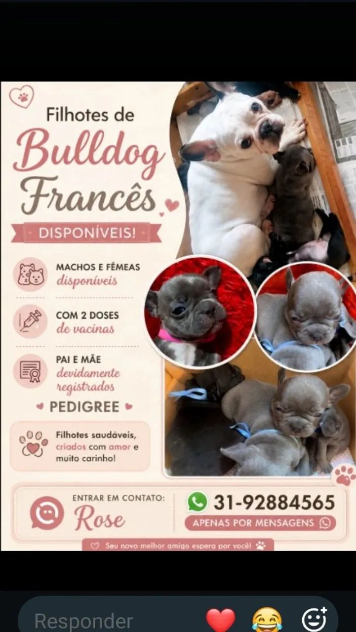 Buldogue Francês  - Foto 5
