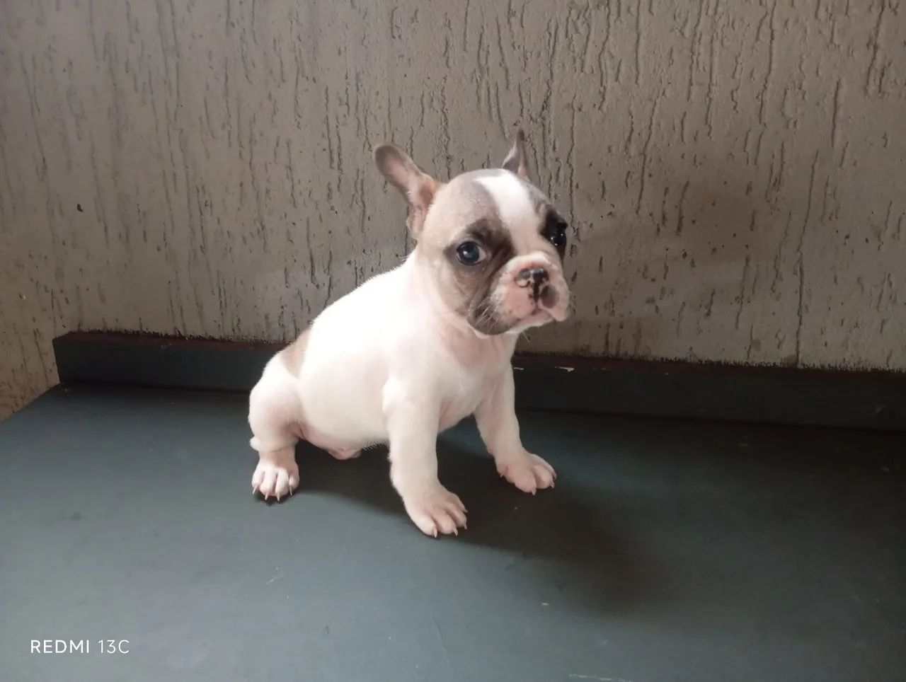 Lindo Filhote de Bulldog Francês 