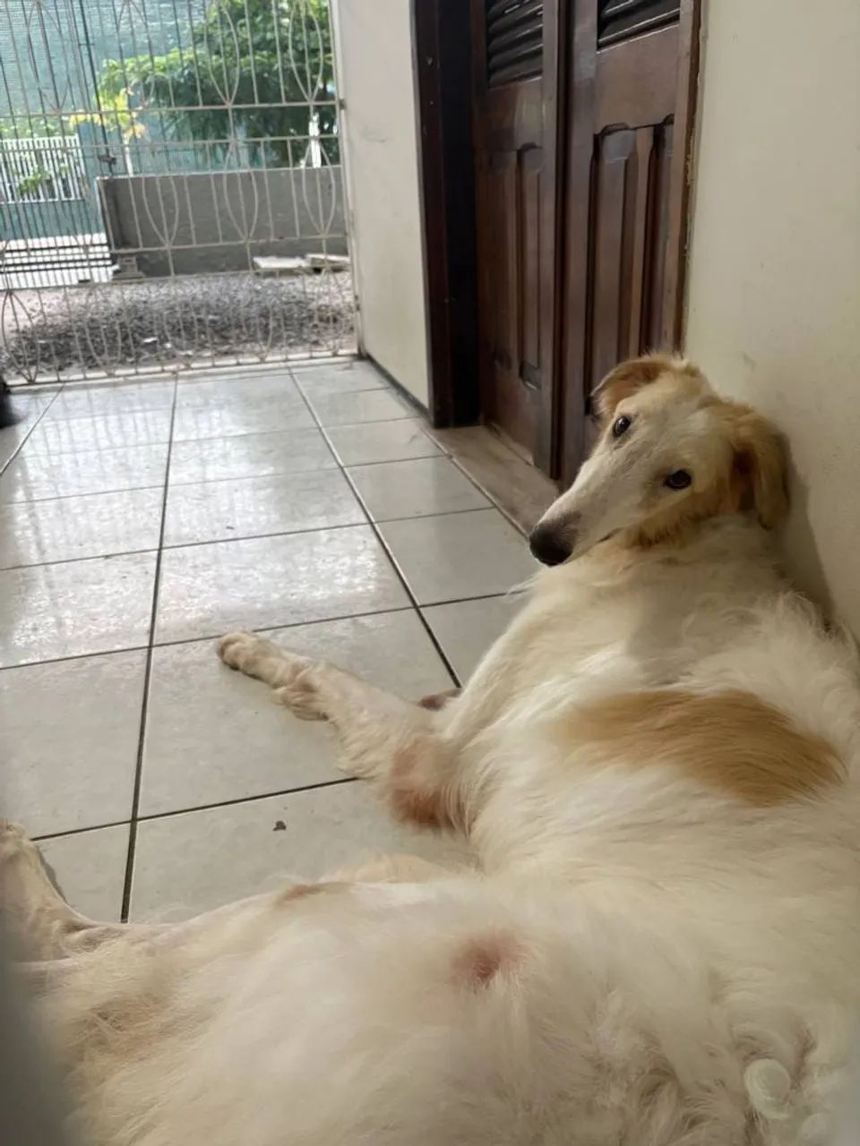 Vendo Borzoi ( Galgo Russo)