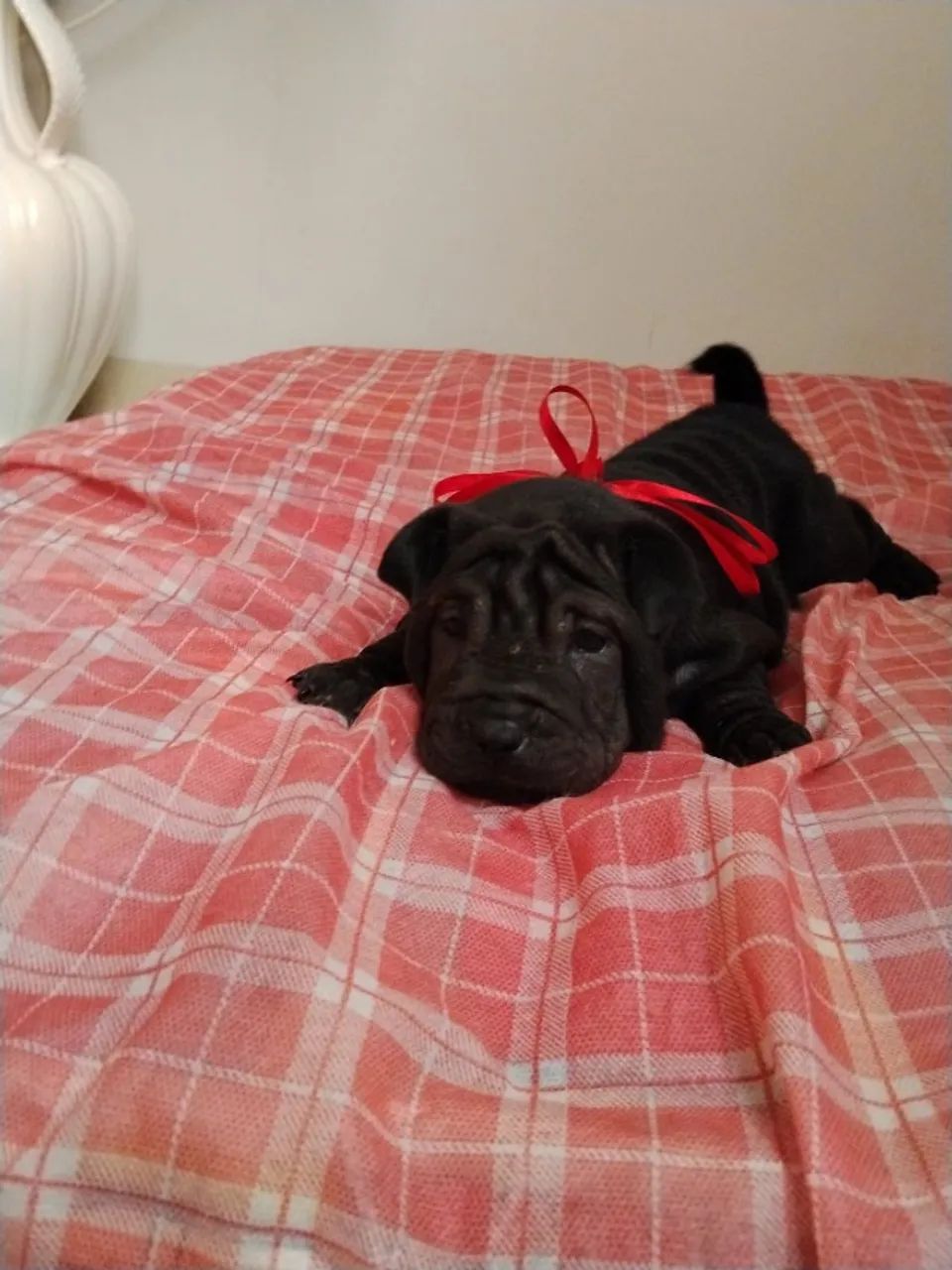 Vendo Filhotes de Sharpei. - Foto 4