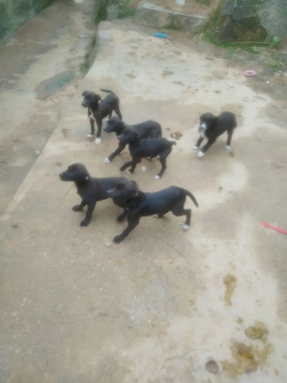 Estou doando esses cachorros 