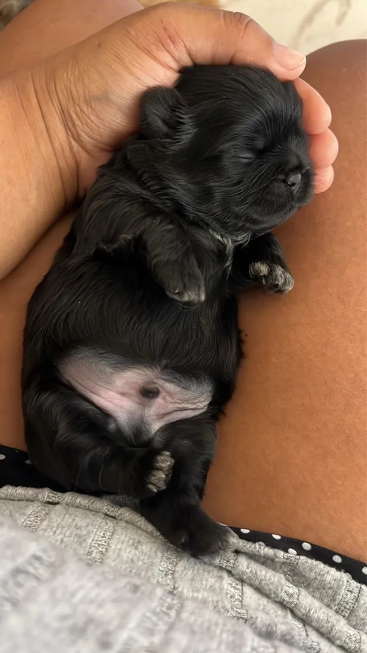 Shihtzu Macho  - Foto 4