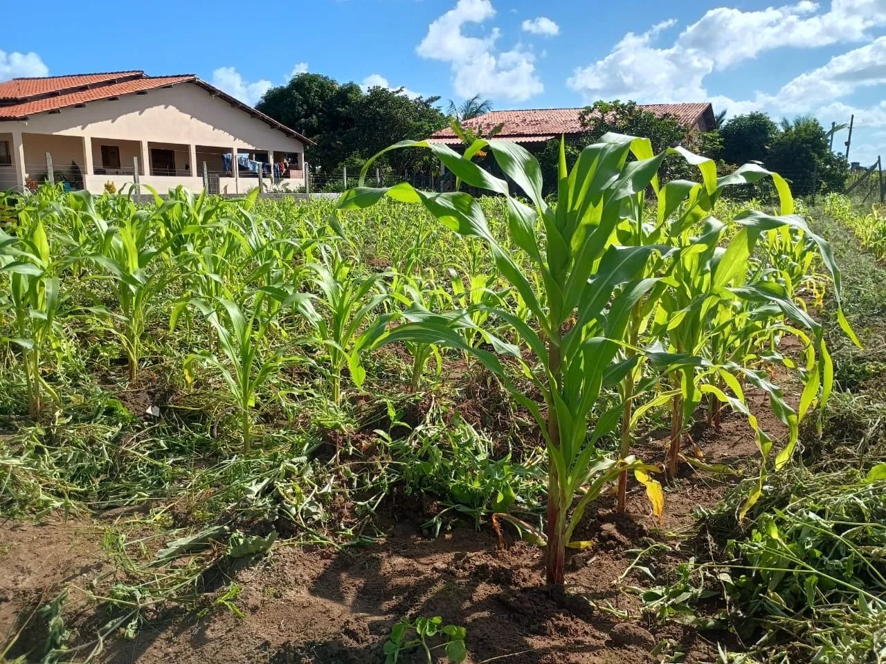 TERRENO EM TAQUARANA - Foto 3