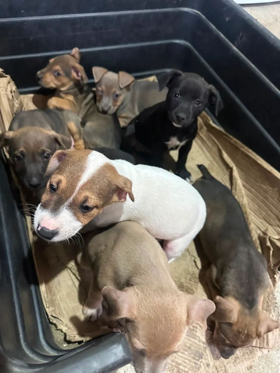 Doação de animais - Foto 2