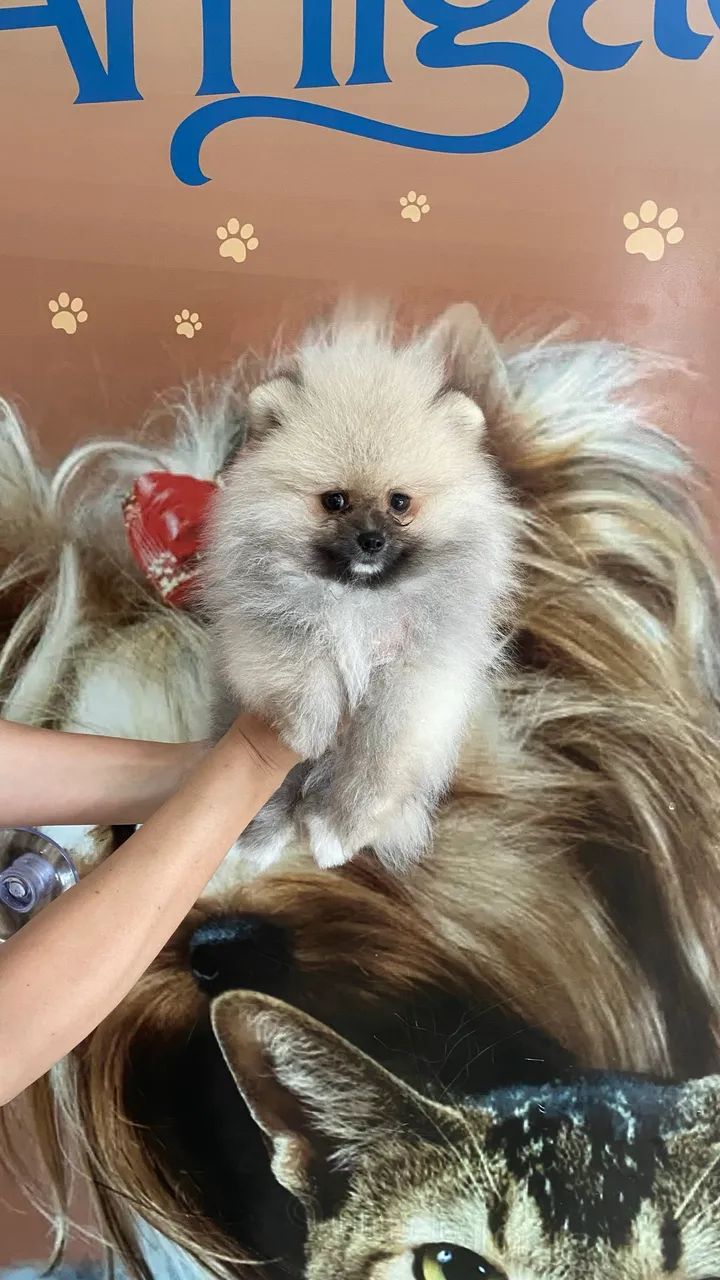 Spitz Alemão  - Foto 2