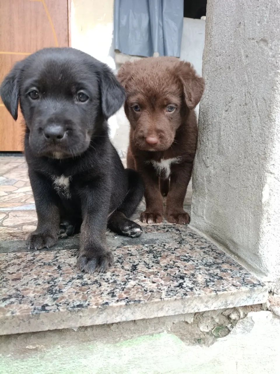 Filhotes de Labrador com Rottweiler  - Foto 5