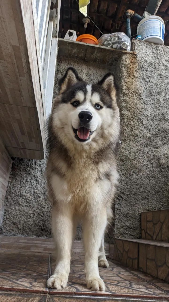 Husky siberiano  - Foto 3