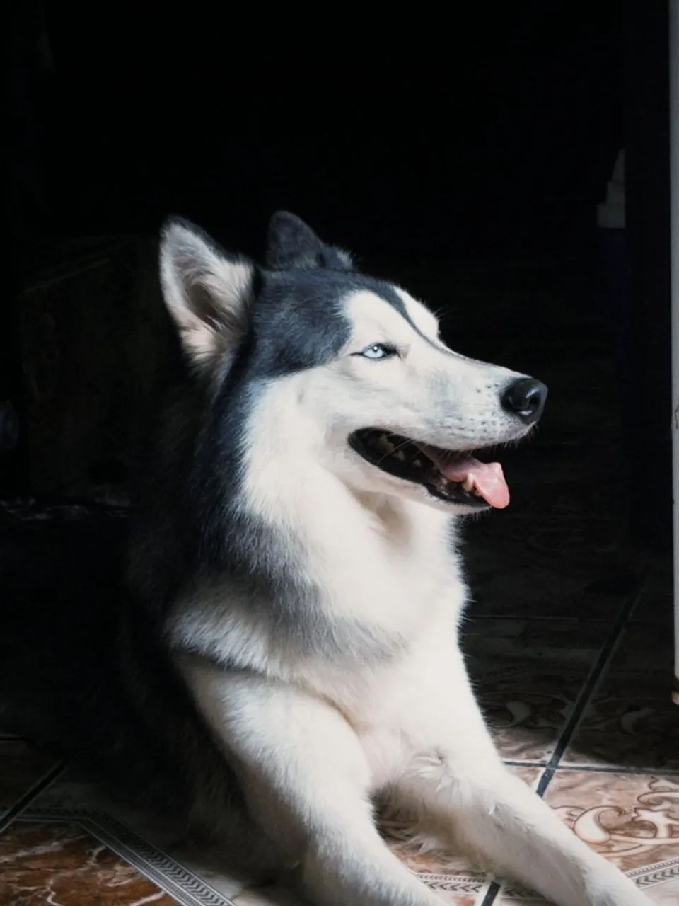 Husky siberiano 
