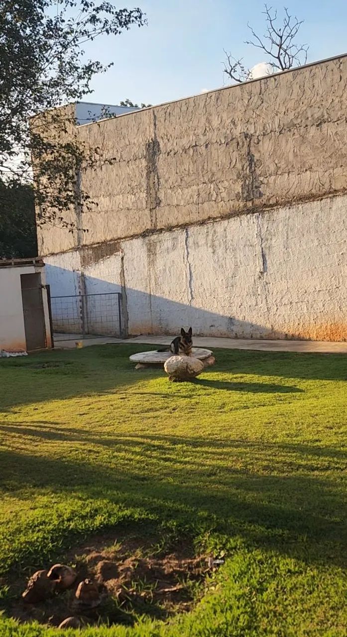 Adestramento de cães  - Foto 3