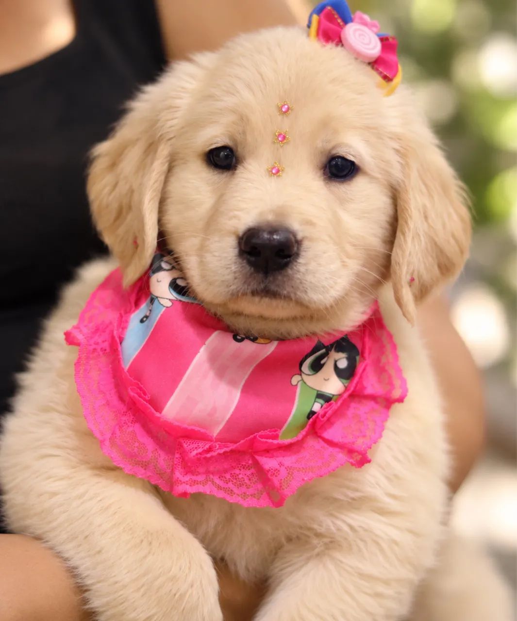 GOLDEN RETRIEVER PARCELAMOS  - Foto 4